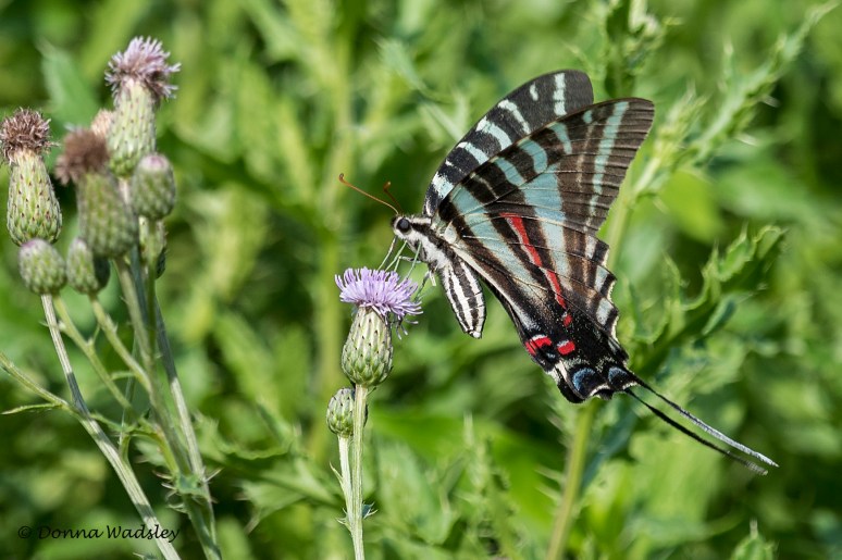 DSC_5060-1 072122 Zebra swtail