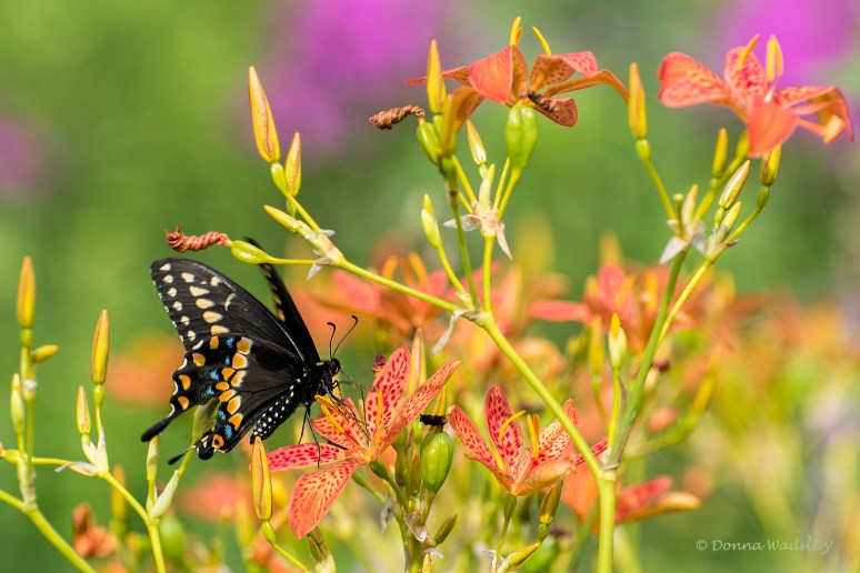 DSC_2708-1 070622 black swallowtail