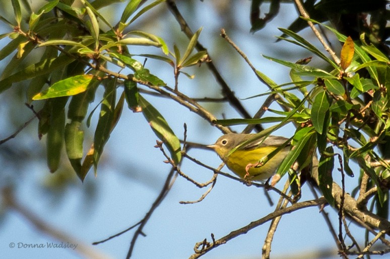 DSC_3511-1 092422 MagnoliaWarb