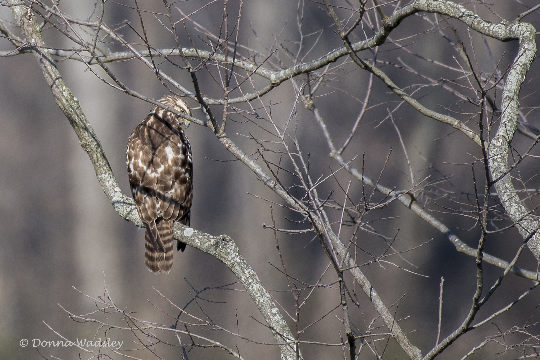 DSC_2342-1 RSjuvi 031122