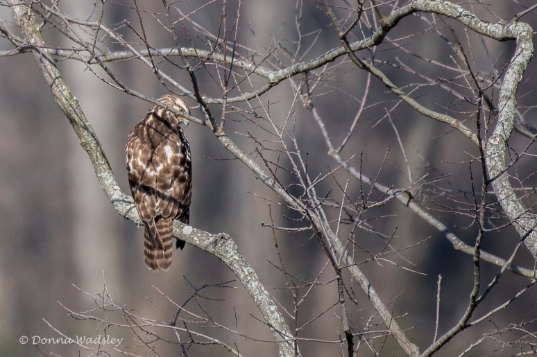 DSC_2342-1 RSjuvi 031122