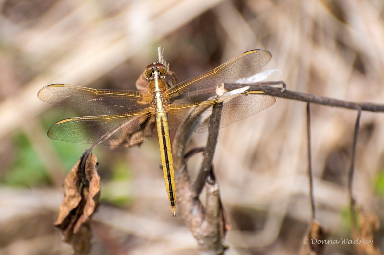 Dragonfly Needham's Skimmer 070622 DSC_2978-1 EN