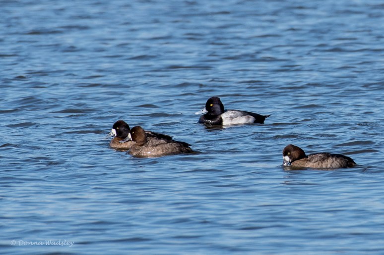 DSC_9069-1 020922 lesser