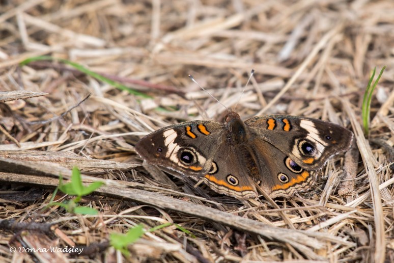 DSC_6481-1 102221 combuckeye