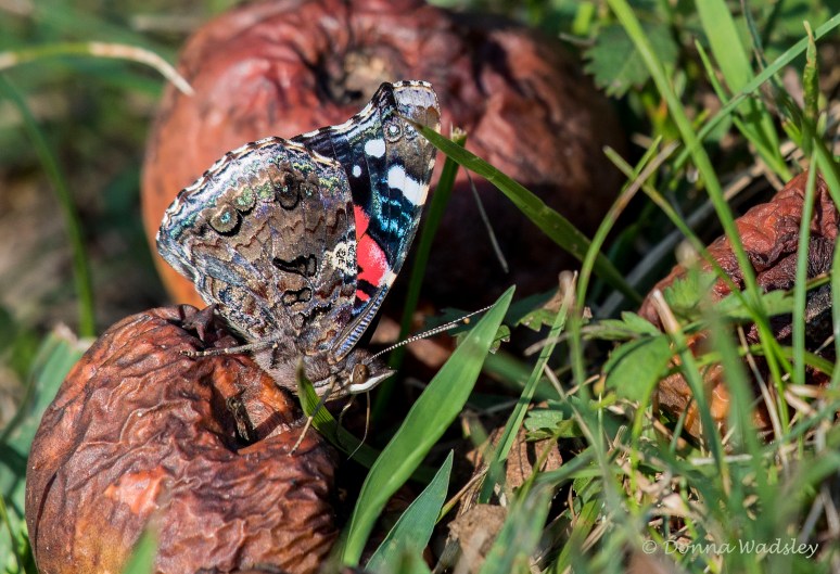 DSC_0108-1 090922 redadmiral