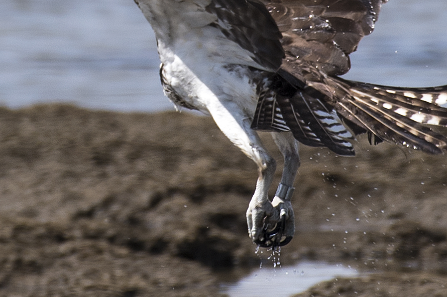 DSC_5952-2 032223 closeup