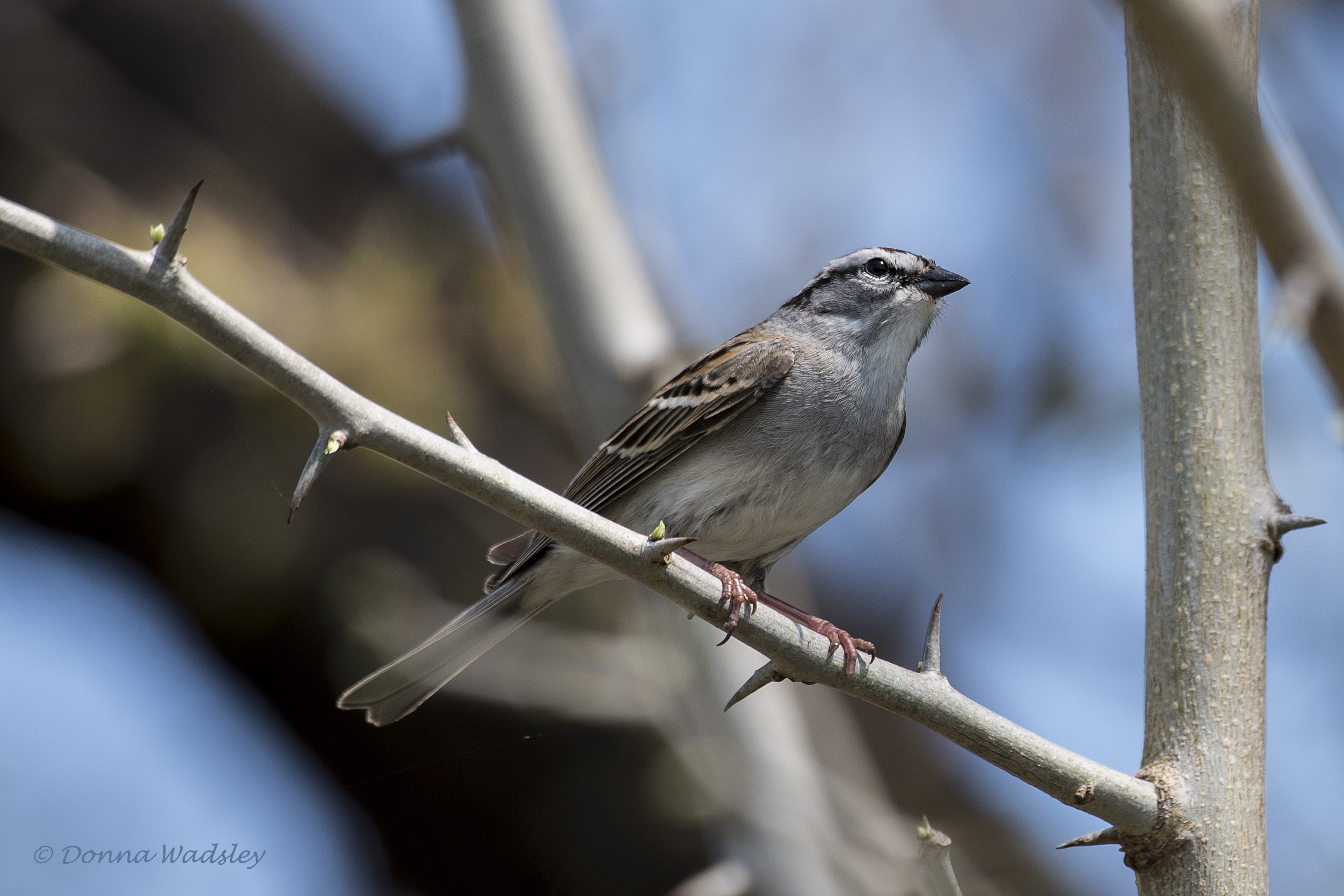 DSC_7459-1 040623 CHSP