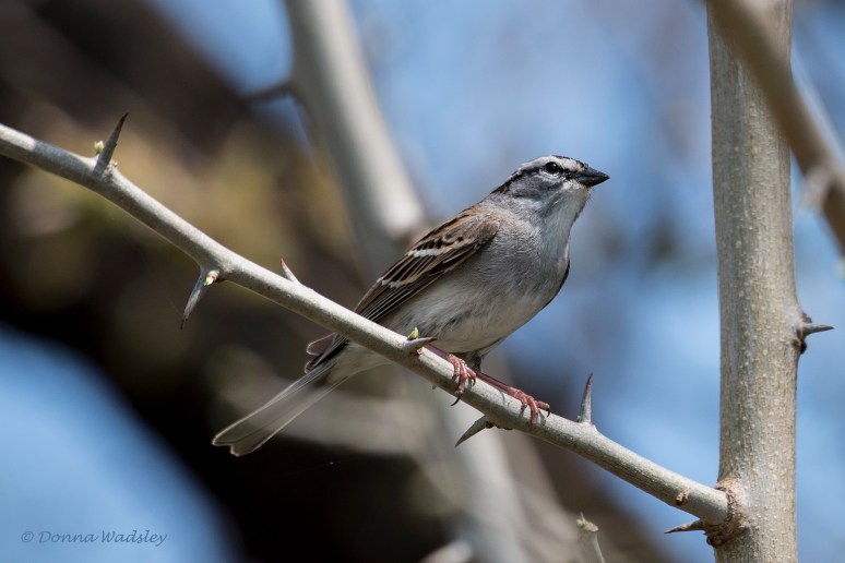 DSC_7459-1 040623 CHSP