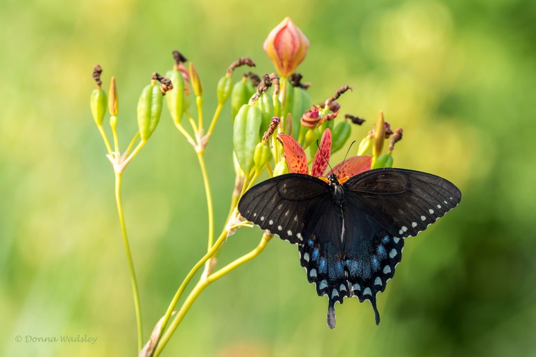 DSC_4811-1 072122 Spicebush Swallowtail F