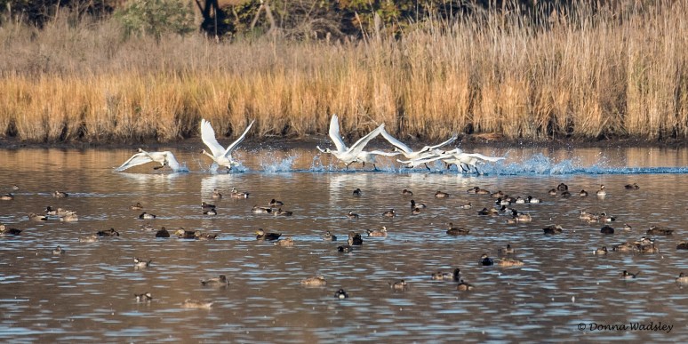 DSC_8356-1 112322