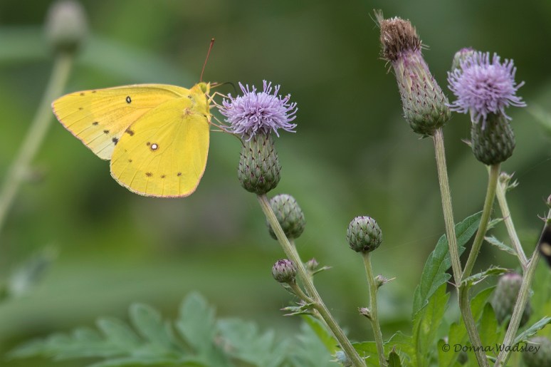 DSC_6283-1 072822orange or clouded sulphur
