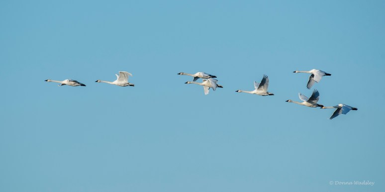 DSC_8388-1 112322
