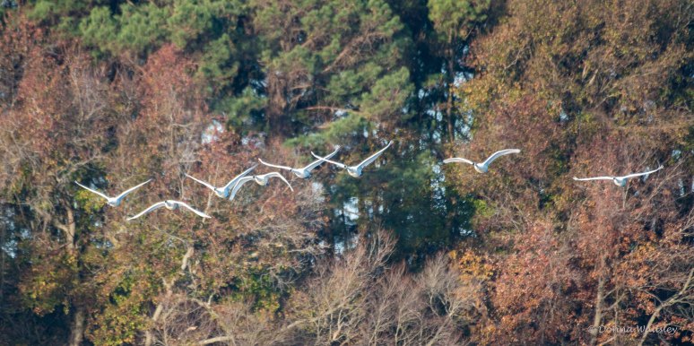 DSC_8370-1 112322