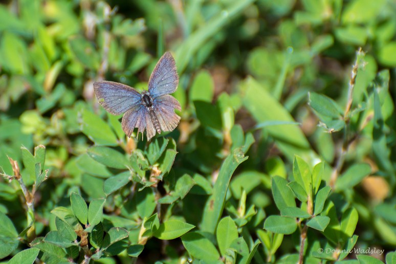 DSC_2984-1 070622 Eastern tailed-blue