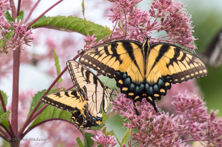 DSC_6089-1 072822 ETiger swallowtail