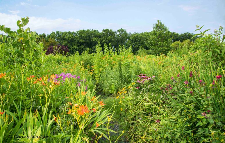 ENNWR Butterfly garden 03 7-6-22