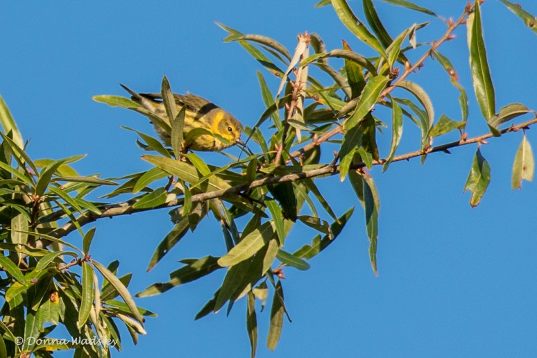 DSC_5027-1 100922 CapeMayWarbler