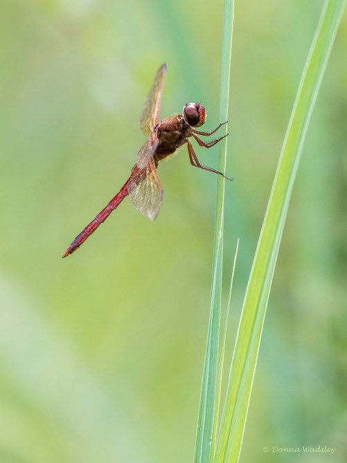 DSC_7511-1 080522 Needam's Skimmer ID EN