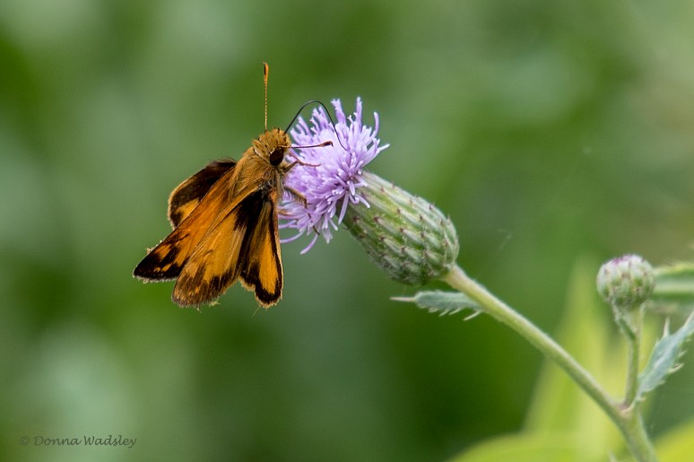 DSC_6271-1 072822 HobomokorZabulon