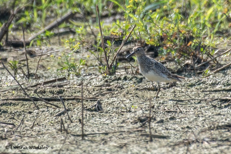 DSC_5196-1 072422 PectoralSandpiper