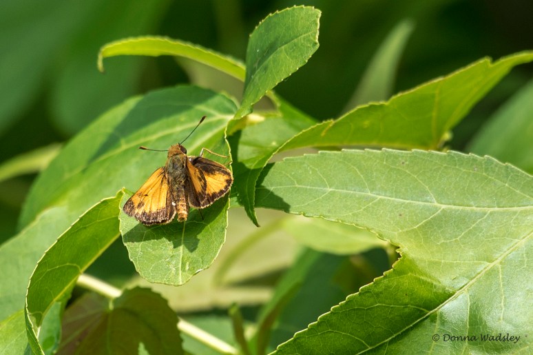DSC_1149-1 060322 Hobomok or Zabulon