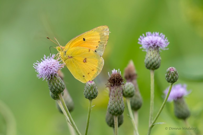 DSC_6249-1 072822 orange sulphur