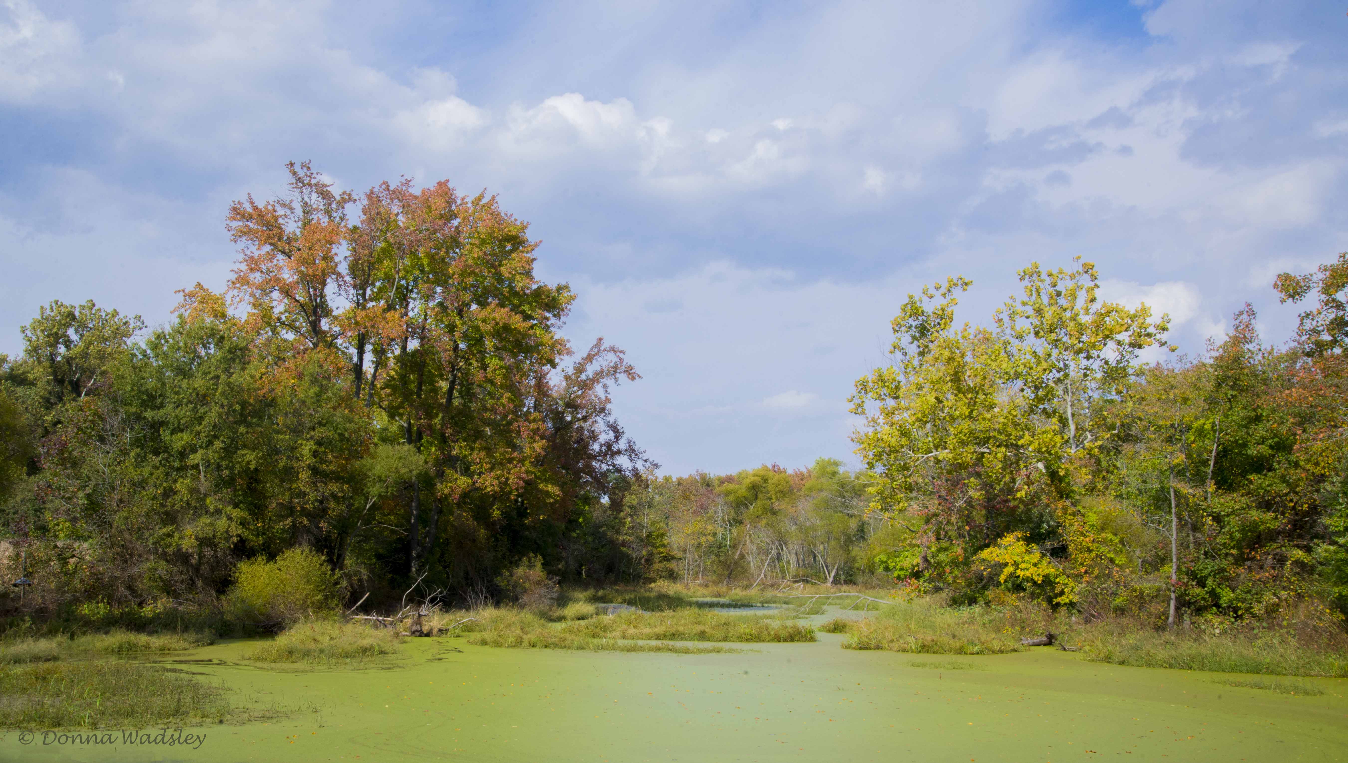 Headqtrs Pond DSC_4017-1 101722