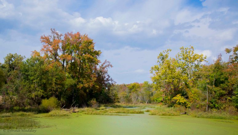 Headqtrs Pond DSC_4017-1 101722
