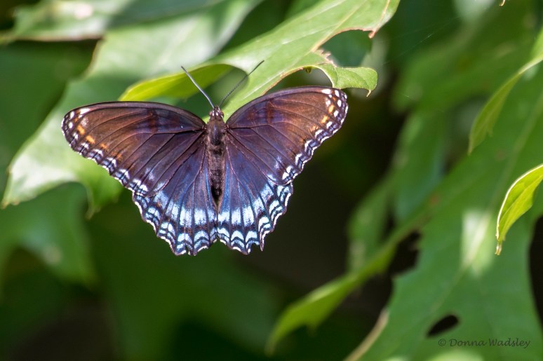 DSC_4578-1 071922 RSP Admiral