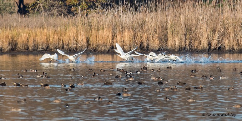 DSC_8354-1 112322