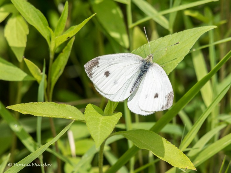 DSC_1144-1 060322 White Cabbage