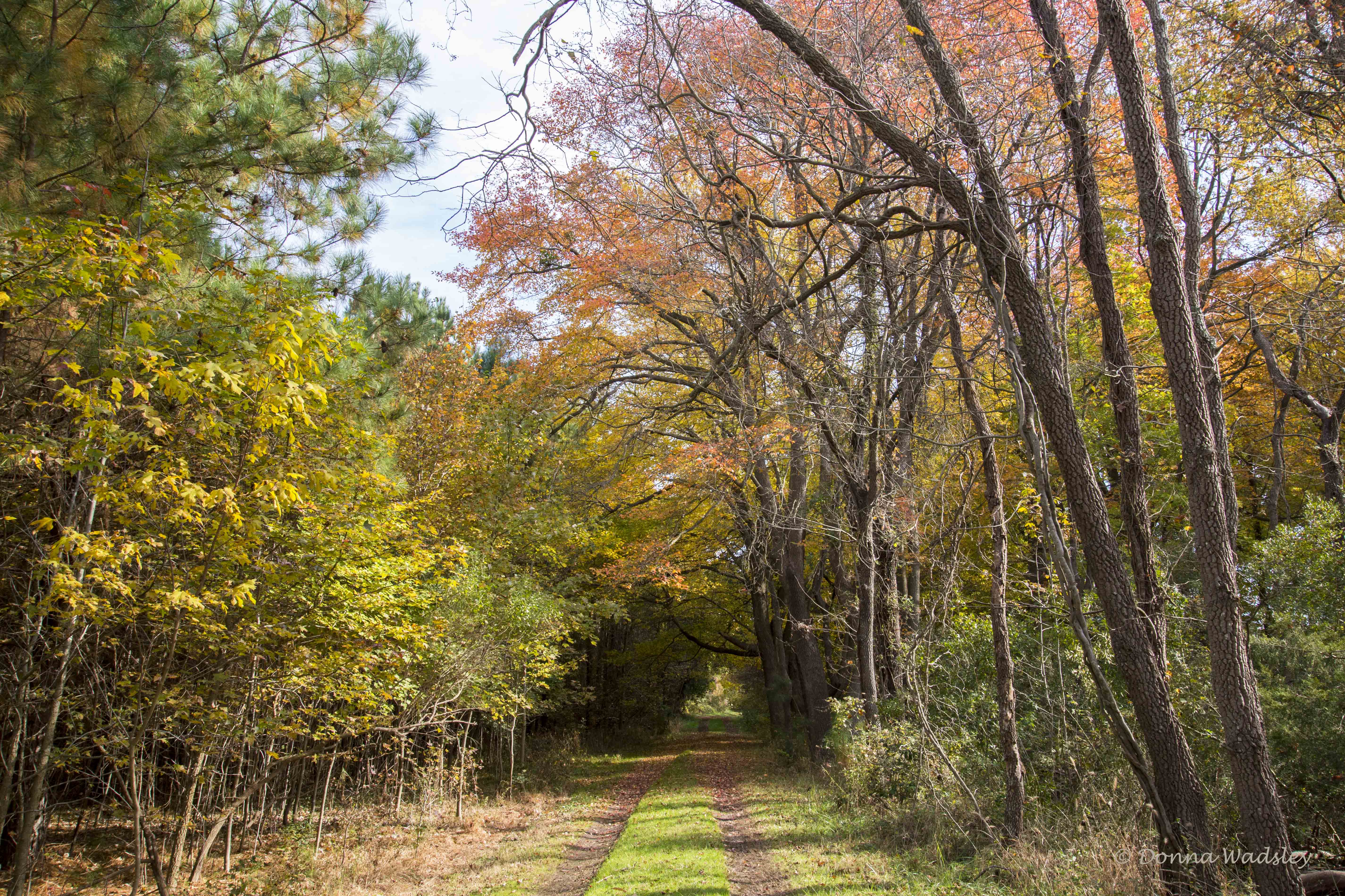 Fall Foilage Boxes Pt Trail 111121 DSC_2201
