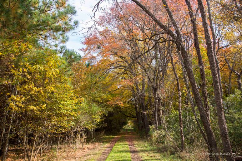 Fall Foilage Boxes Pt Trail 111121 DSC_2201