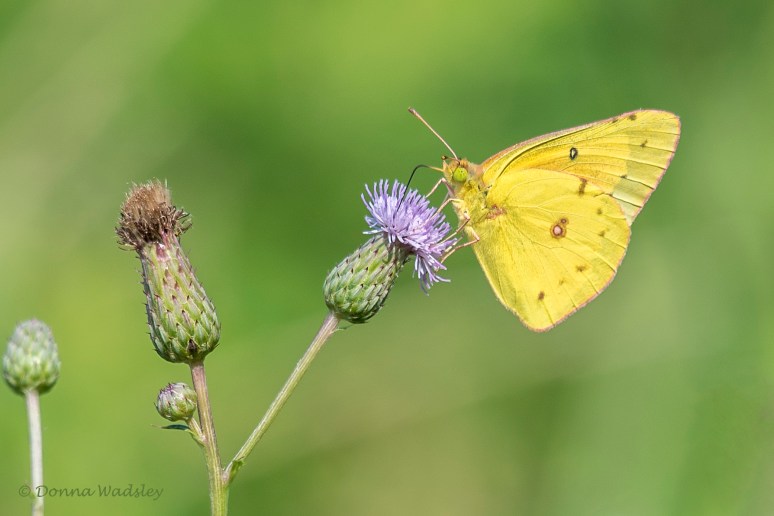 DSC_4995-1 072122 orange or clouded