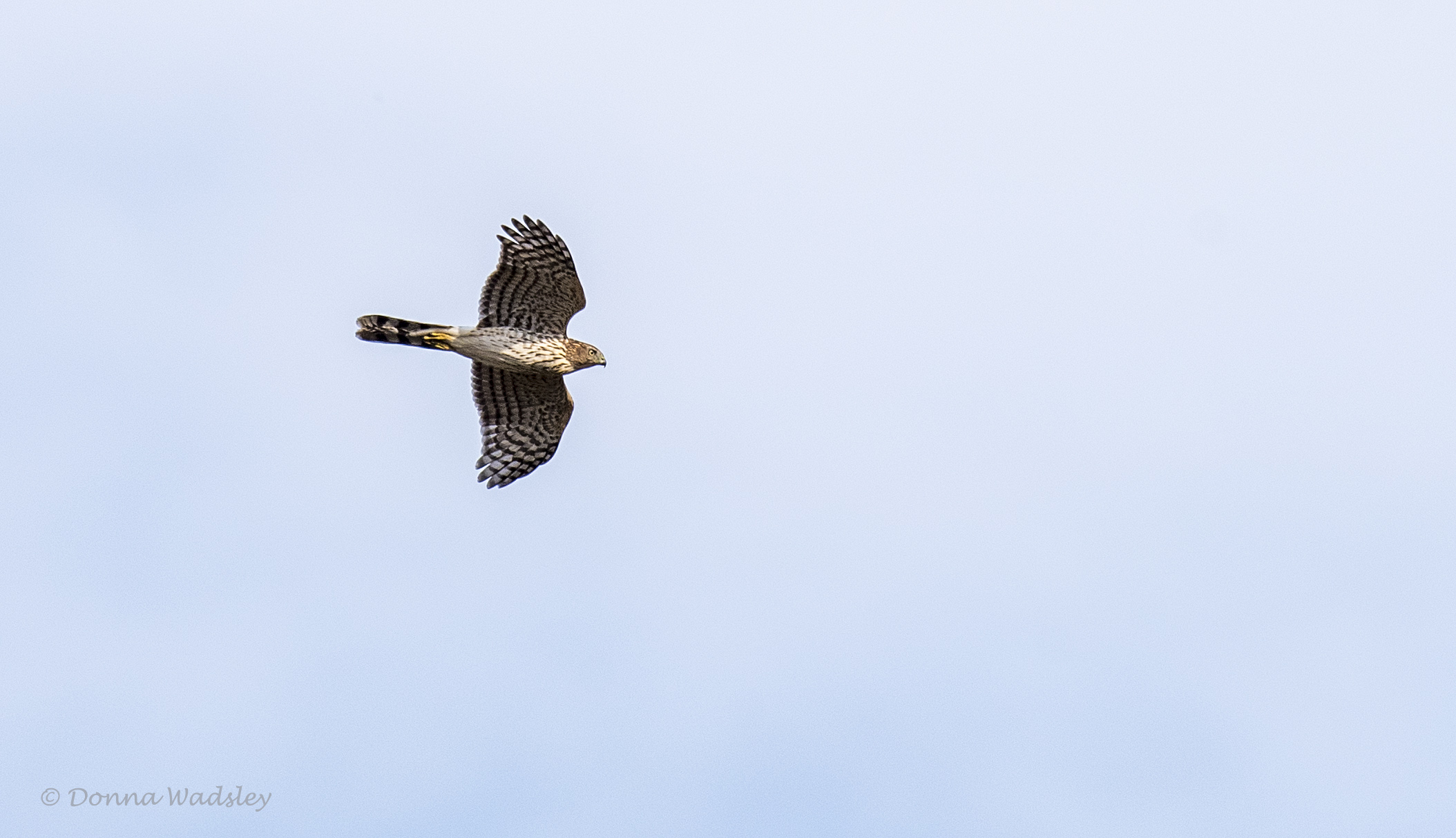 DSC_5713-2 101722 COHA