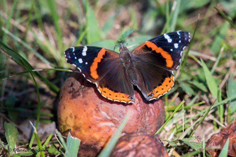 DSC_0113-1 090922 redadmiral