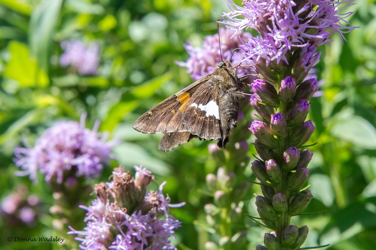 DSC_3712-1 071122 SilverSpottedSkipper