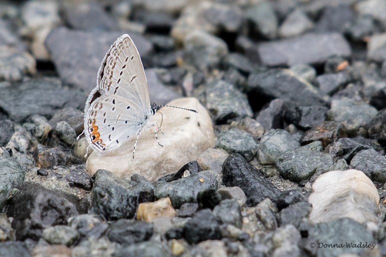 DSC_0579-1 091122 eastern tailed-blue