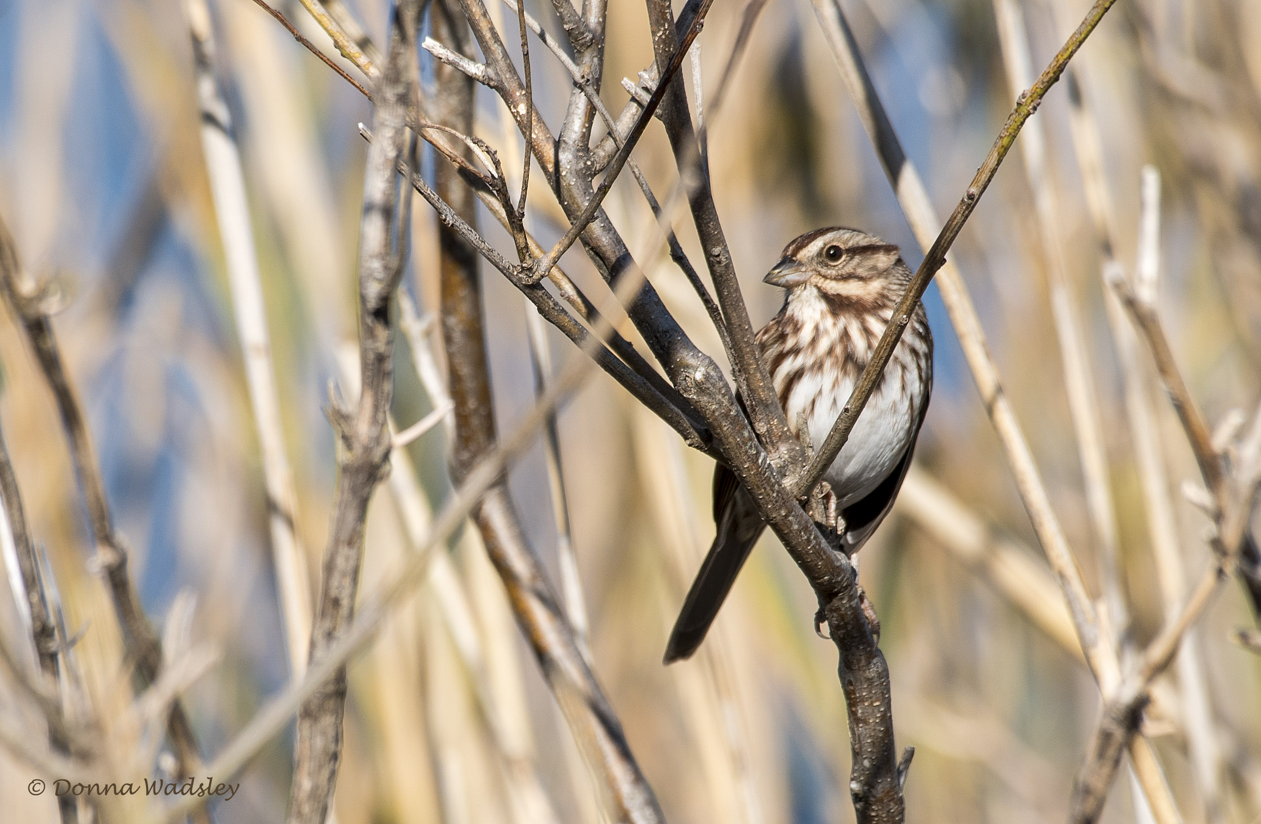 DSC_6541-1 102722 SongSp