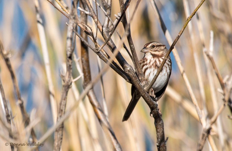 DSC_6541-1 102722 SongSp