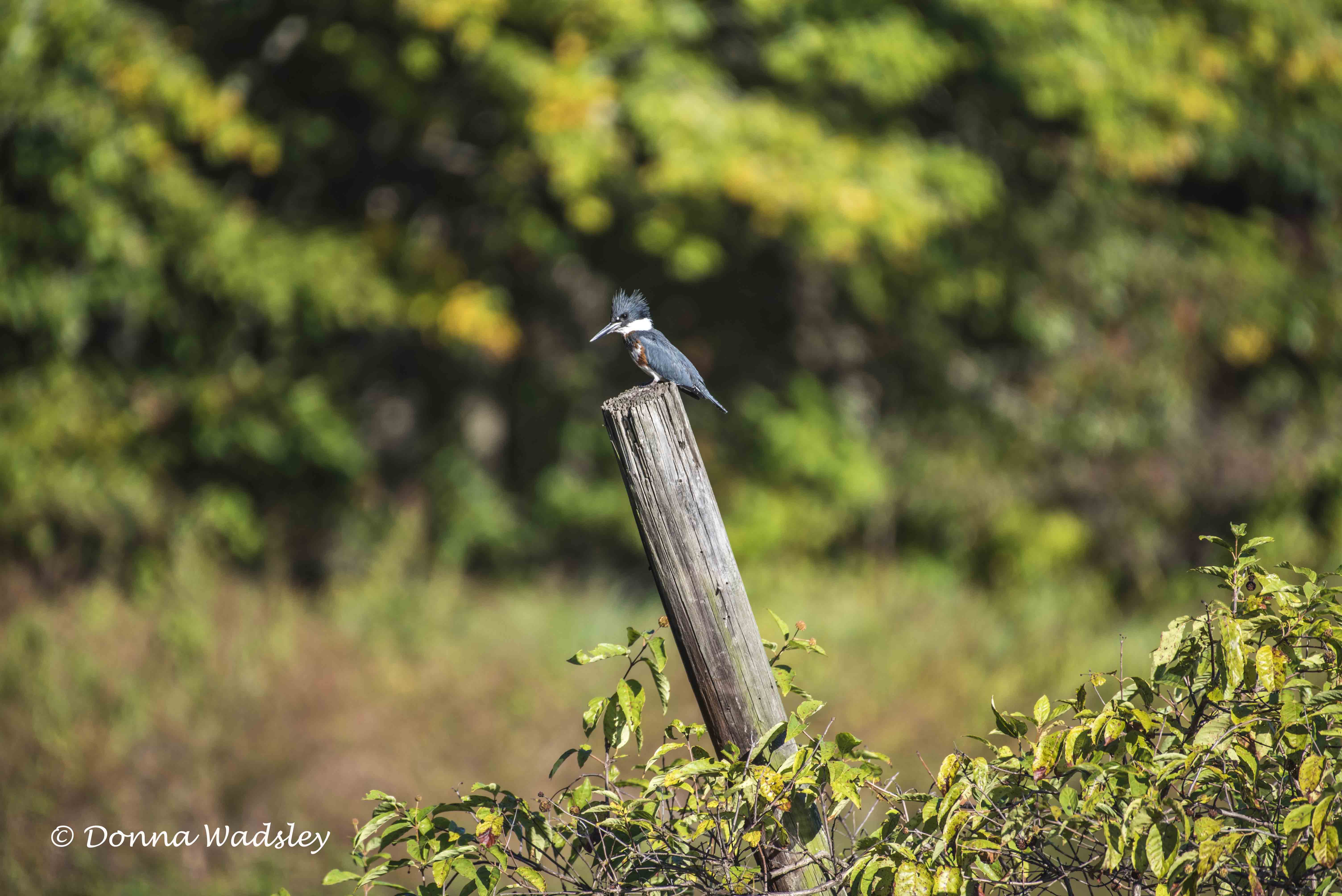 Wadsley Boston Whaler 270 photo 02