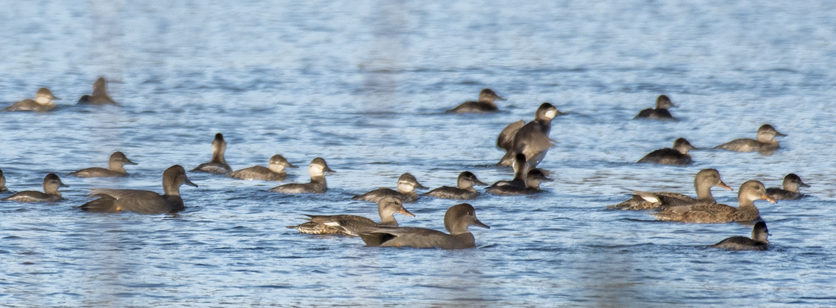 WadsleyD Gadwall 110522 DSC_7110