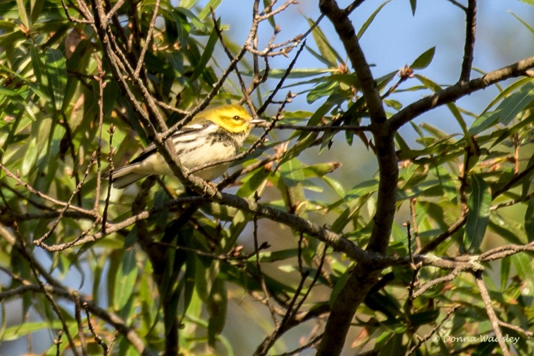 DSC_3406-1 092422 BTGreenWarb