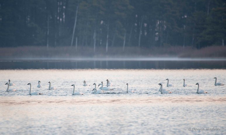 DSC_4596 (2)-1 030123