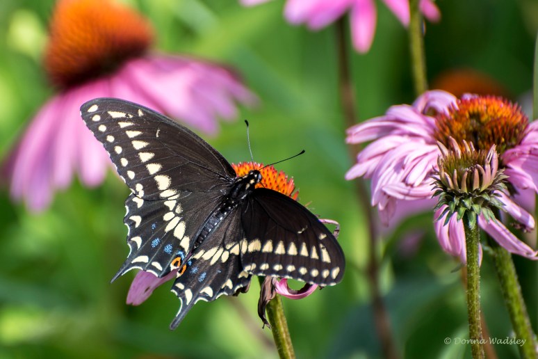 DSC_2723-1 070622 Black Swallowtail