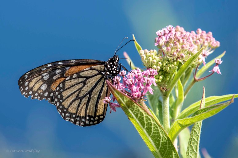 DSC_4552-1 071922 monarch