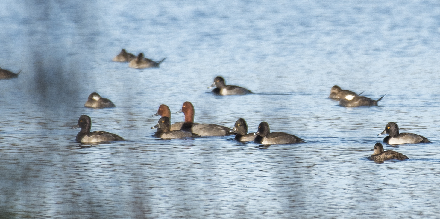 WadsleyD Redhead 110522 DSC_7083