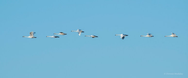 DSC_8391-1 112322