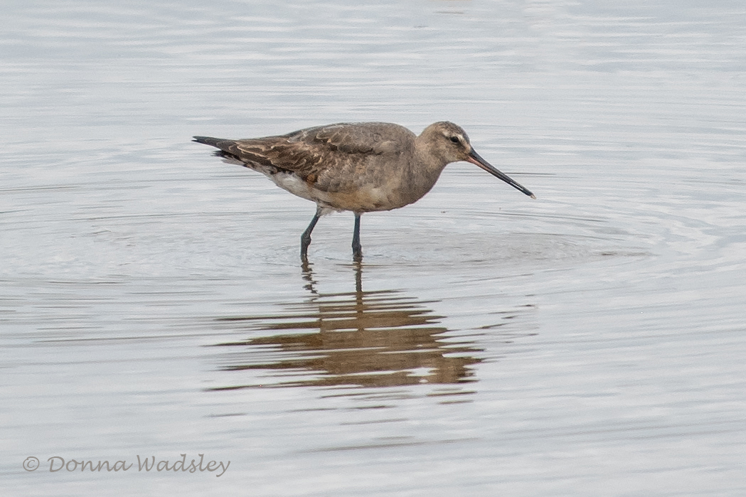 WadsleyD HOGO 083124 DSC_0061 copy
