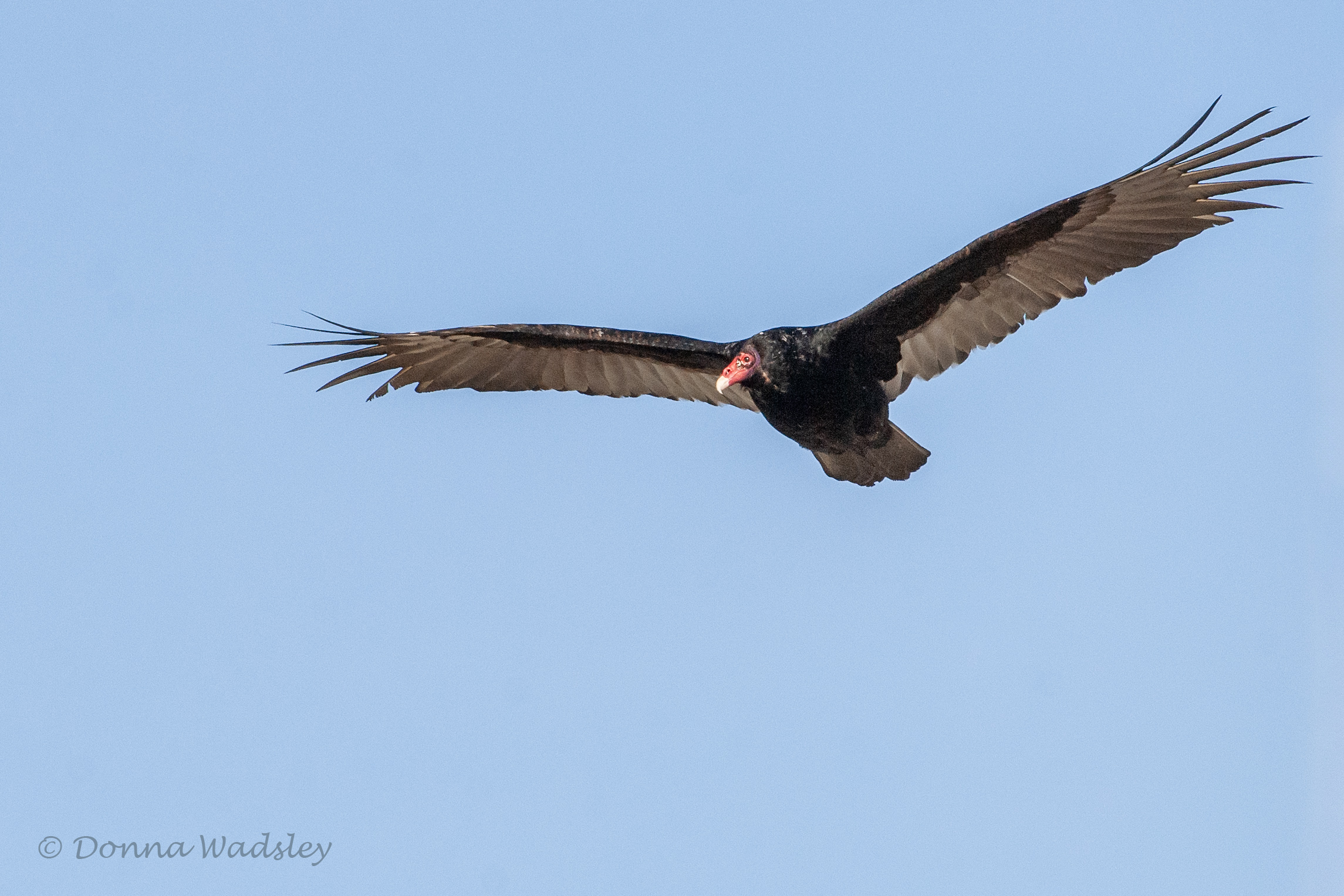 _DSC0209-1 020415 TUVU